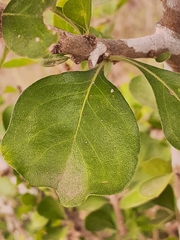 Randia obcordata