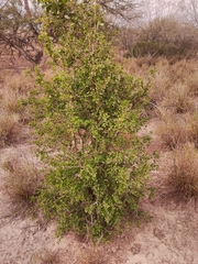 Randia obcordata