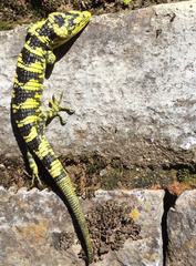 Abronia taeniata