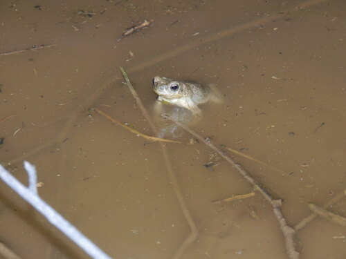 Red-spotted Toad
