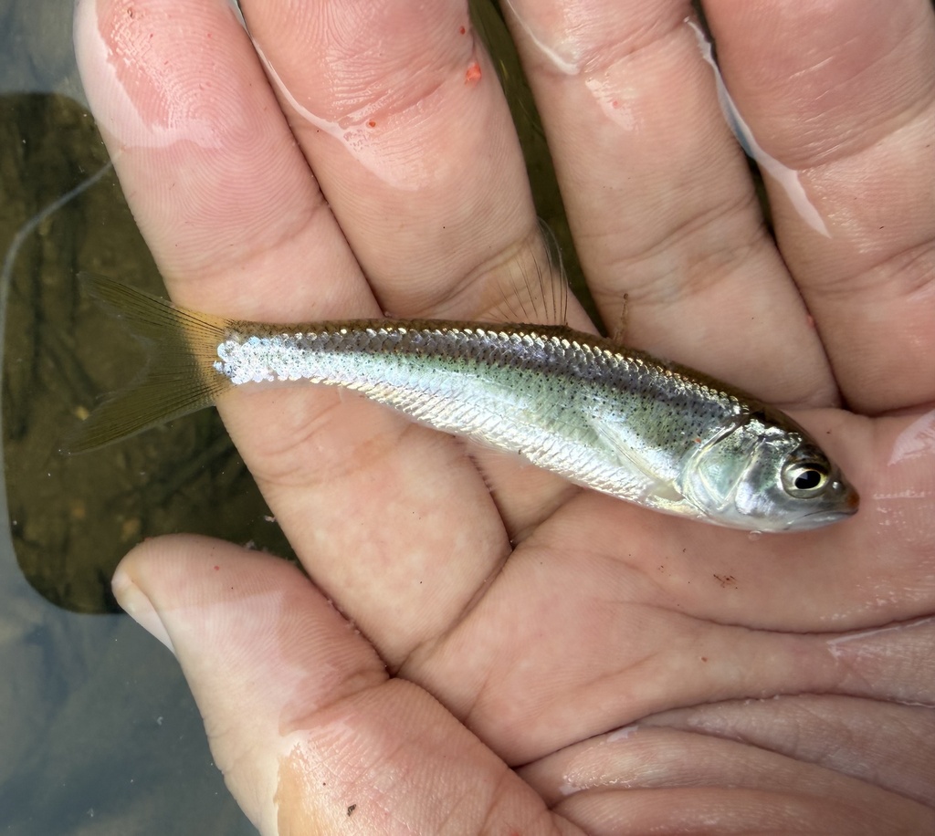Lesser Hooksnout Carp