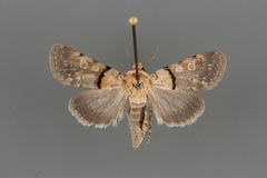 Sympistis rosea