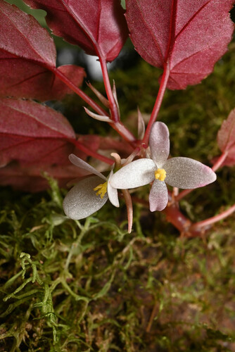 Begonia heydei, photograph 6