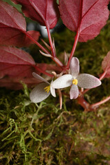 Begonia heydei, photograph Anders Hastings, CC BY, iNaturalist via GBIF