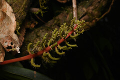 Peperomia pernambucensis