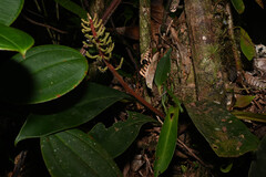 Peperomia pernambucensis, photograph (c) Anders Hastings, some rights reserved (CC BY)
