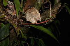 Peperomia pernambucensis, photograph (c) Anders Hastings, some rights reserved (CC BY)