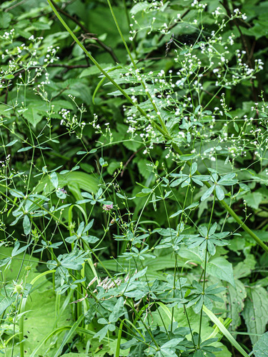 Scotch Mist (Galium sylvaticum)