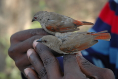 Pytilia phoenicoptera