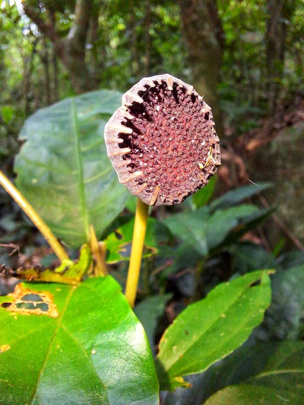 Dorstenia urceolata
