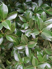 Osmanthus fortunei
