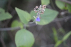 Salvia urolepis
