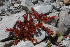 Epilobium porphyrium