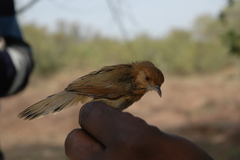Cisticola erythrops