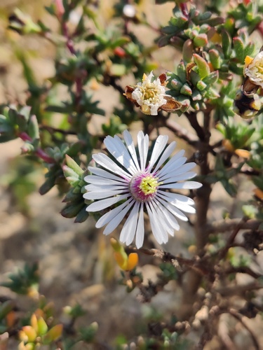 Rough Brightfig (Lampranthus scaber)