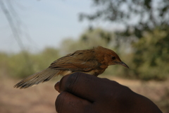 Cisticola erythrops