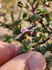 Lampranthus scaber, photograph (c) Vicente Lopes, some rights reserved (CC BY)