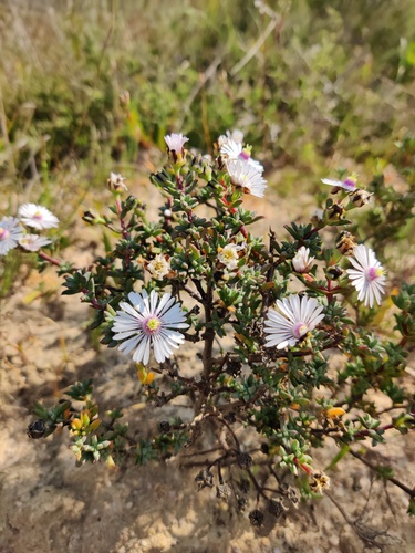 Lampranthus scaber, photograph 3