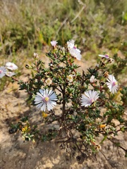 Lampranthus scaber, photograph (c) Vicente Lopes, some rights reserved (CC BY)
