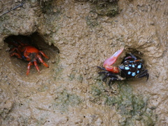 Paraleptuca crassipes