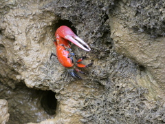 Paraleptuca crassipes