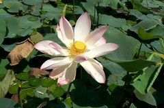 Nelumbo nucifera