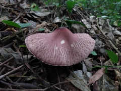 Leucoagaricus lilaceus
