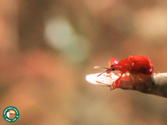 Euscelus