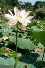 Nelumbo nucifera