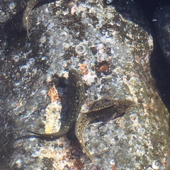 Parablennius parvicornis