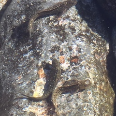 Parablennius parvicornis