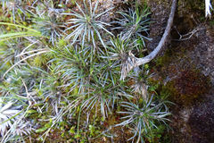 Celmisia laricifolia