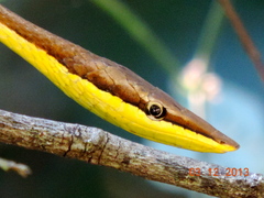 Oxybelis microphthalmus