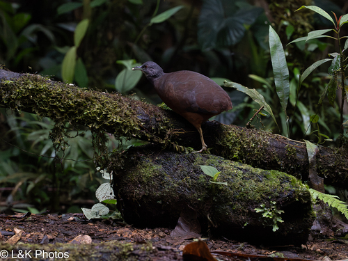 Little Tinamou (Crypturellus soui), photo 7