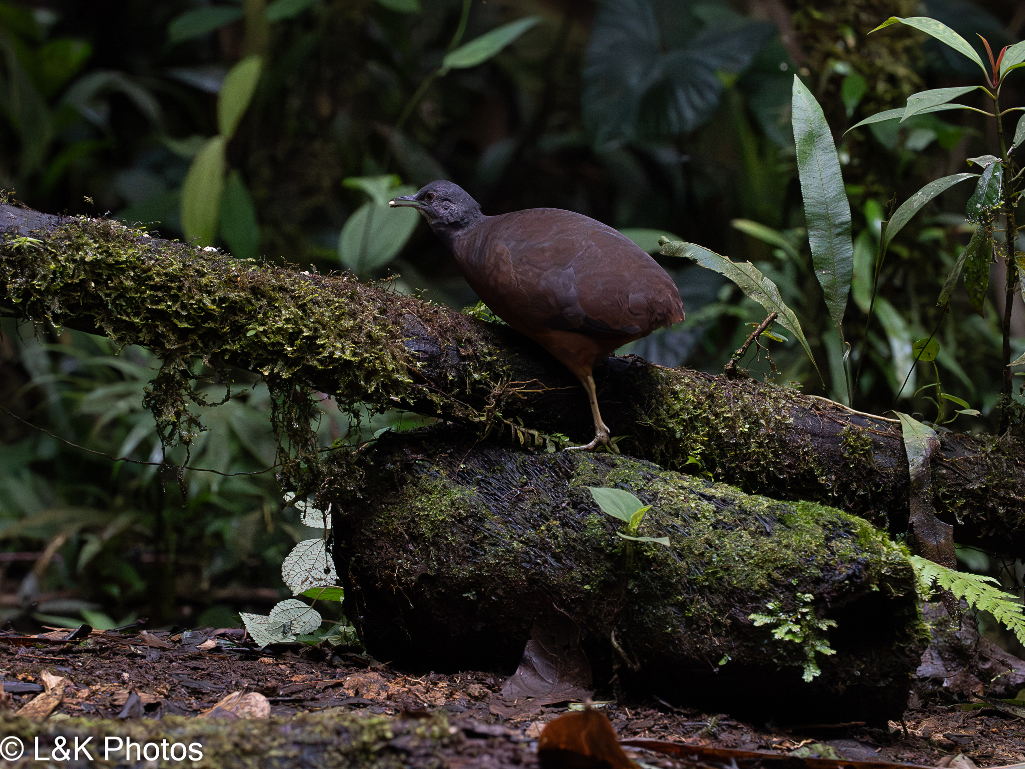 Little Tinamou (Crypturellus soui), photo 8