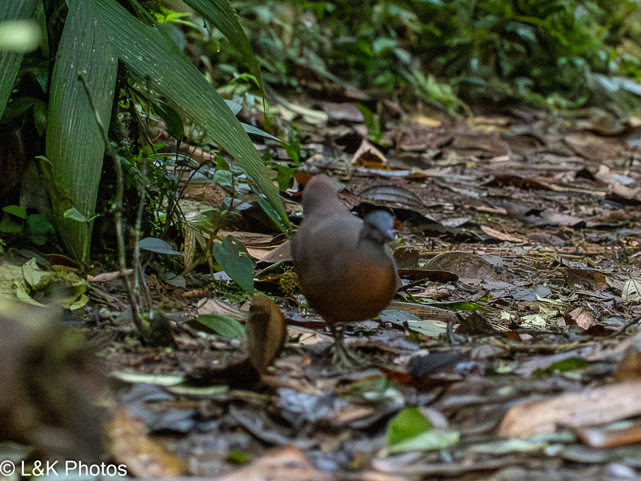 Little Tinamou (Crypturellus soui), photo 9