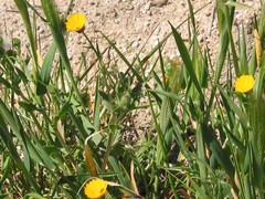 Hordeum murinum leporinum