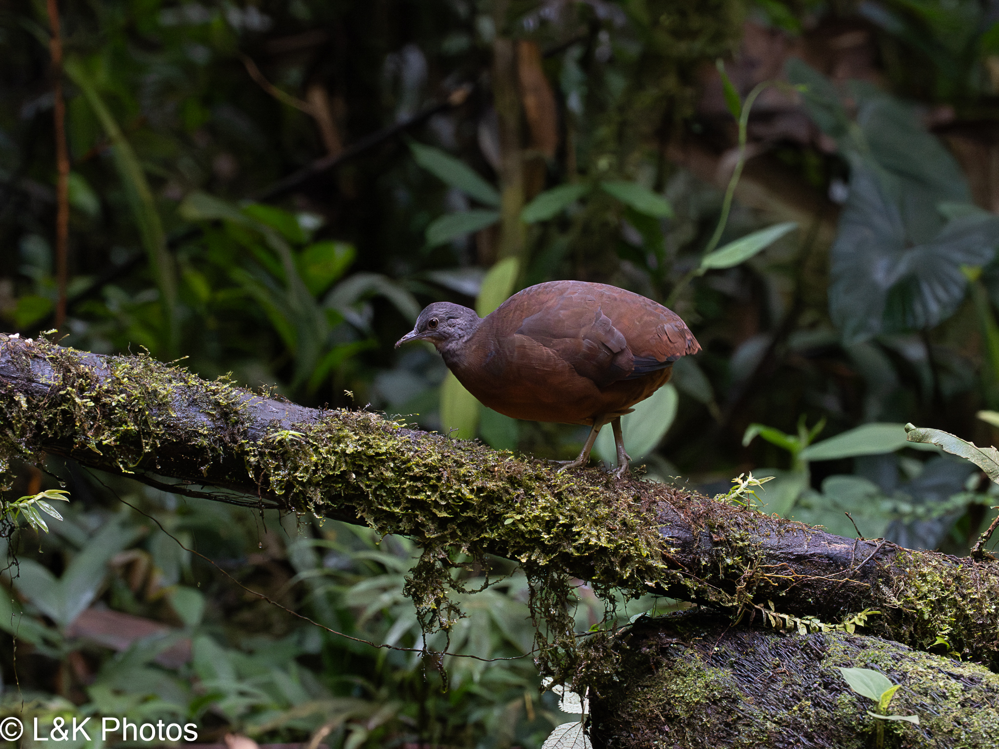 Little Tinamou (Crypturellus soui), photo 10