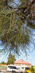 Acacia euthycarpa