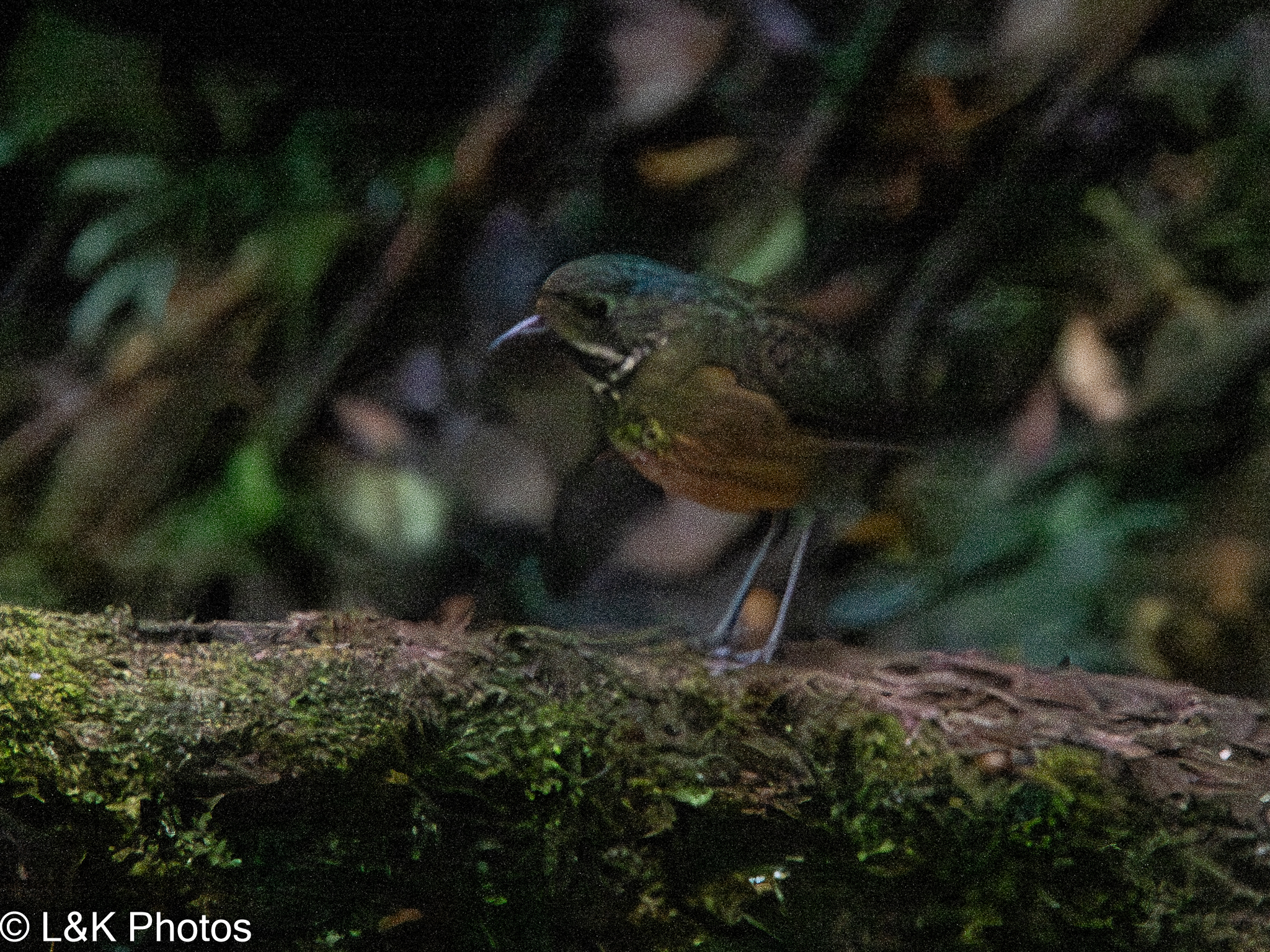 Scaled Antpitta (Grallaria guatimalensis), photo 4