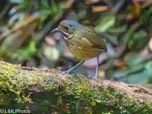 Scaled Antpitta (Grallaria guatimalensis), photo 3