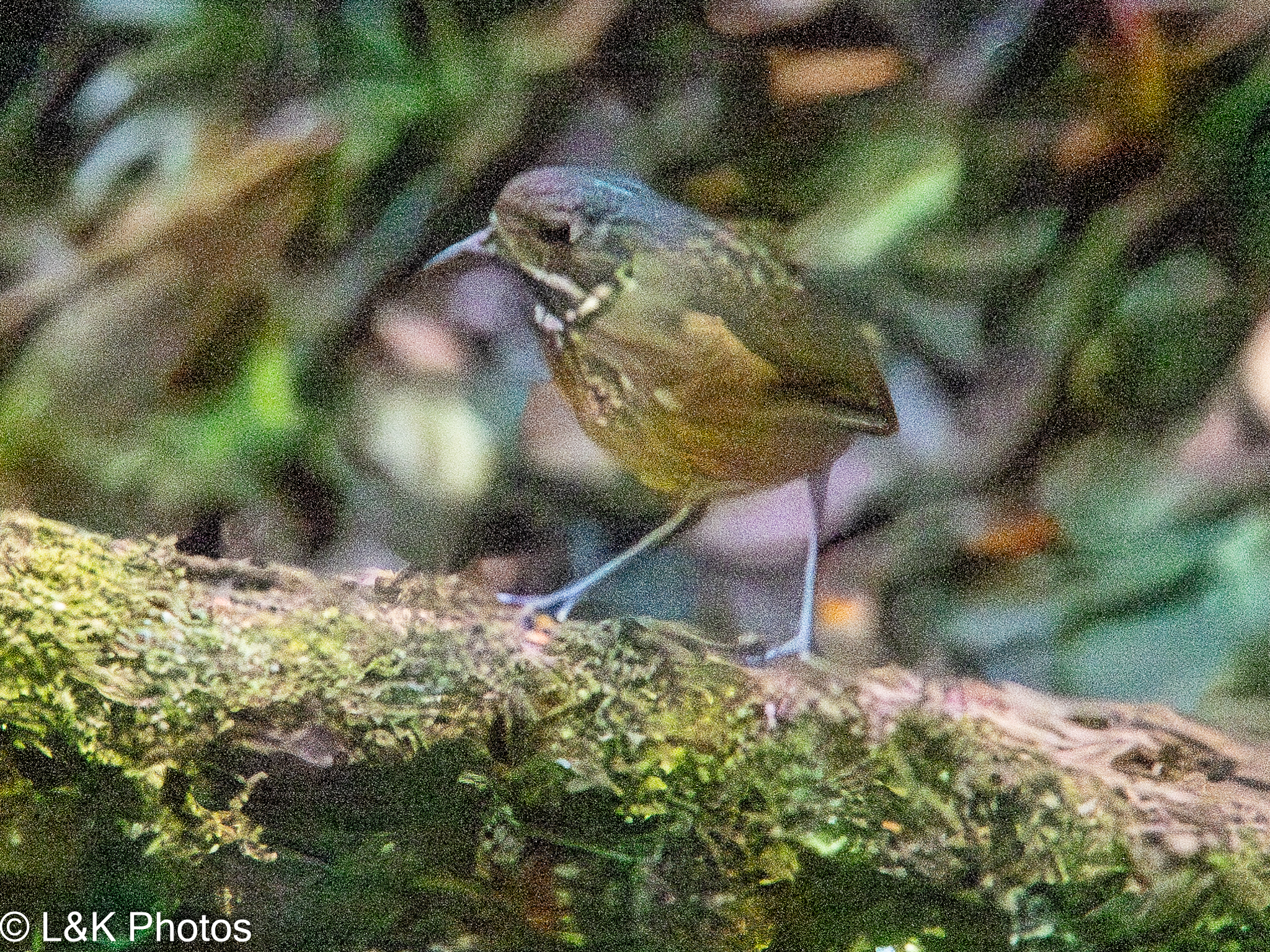 Scaled Antpitta (Grallaria guatimalensis), photo 3
