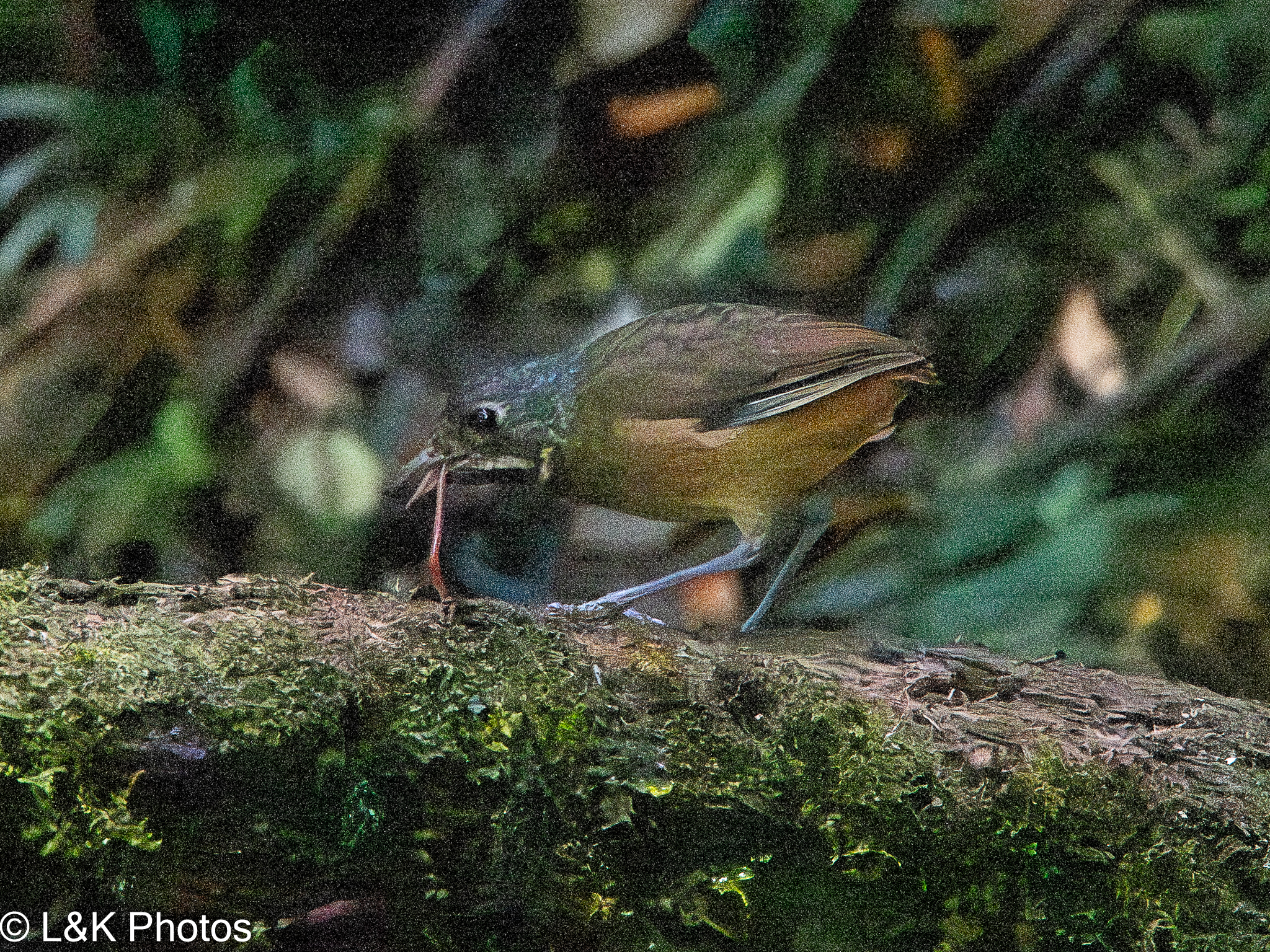 Scaled Antpitta (Grallaria guatimalensis), photo 5