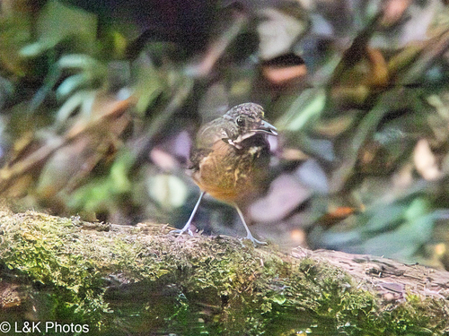 Scaled Antpitta (Grallaria guatimalensis), photo 7