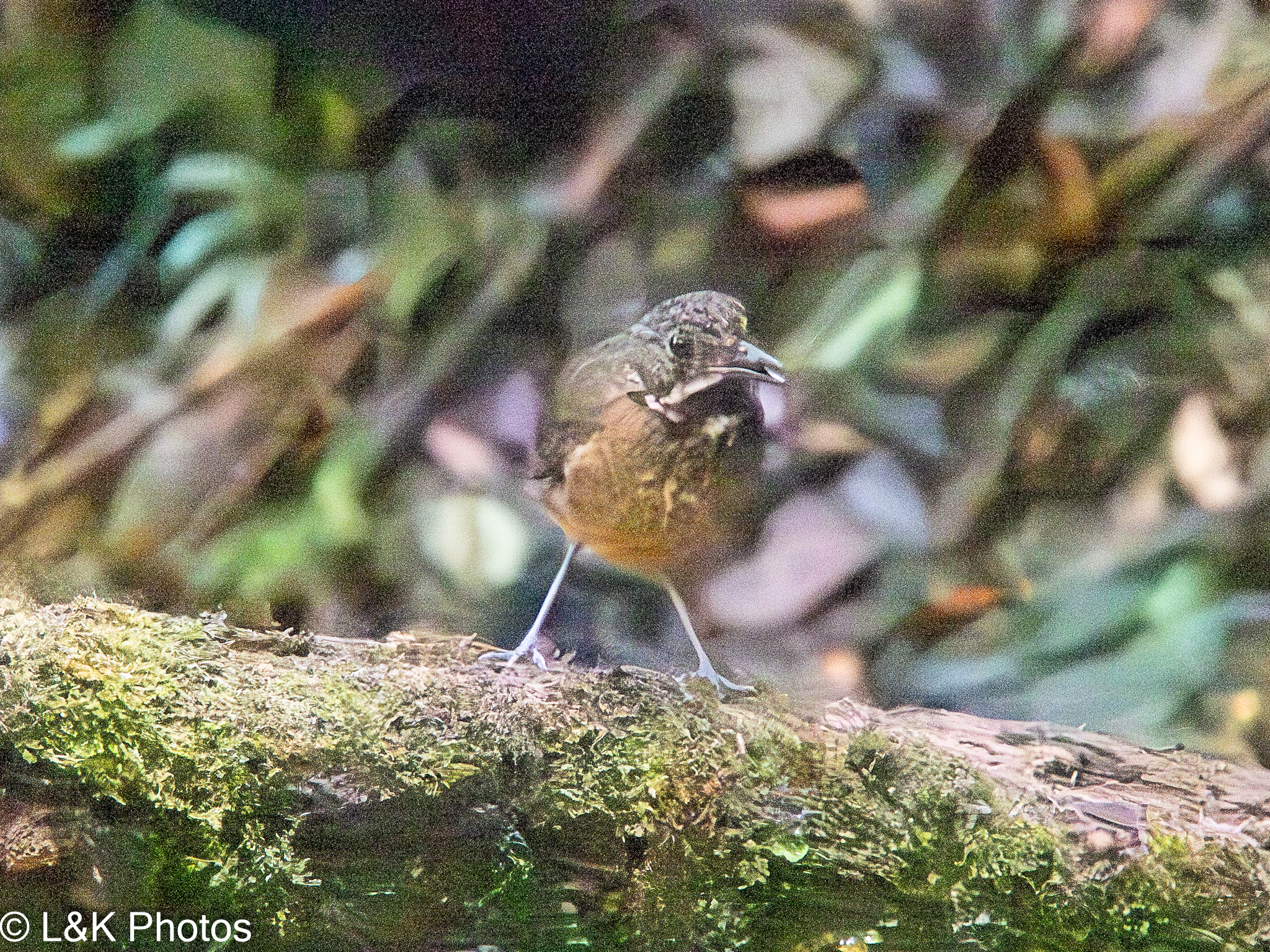 Scaled Antpitta (Grallaria guatimalensis), photo 6