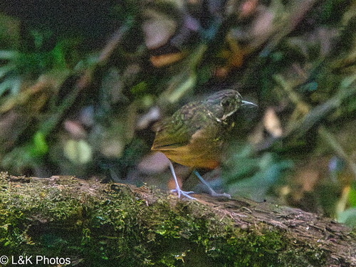 Scaled Antpitta (Grallaria guatimalensis), photo 8