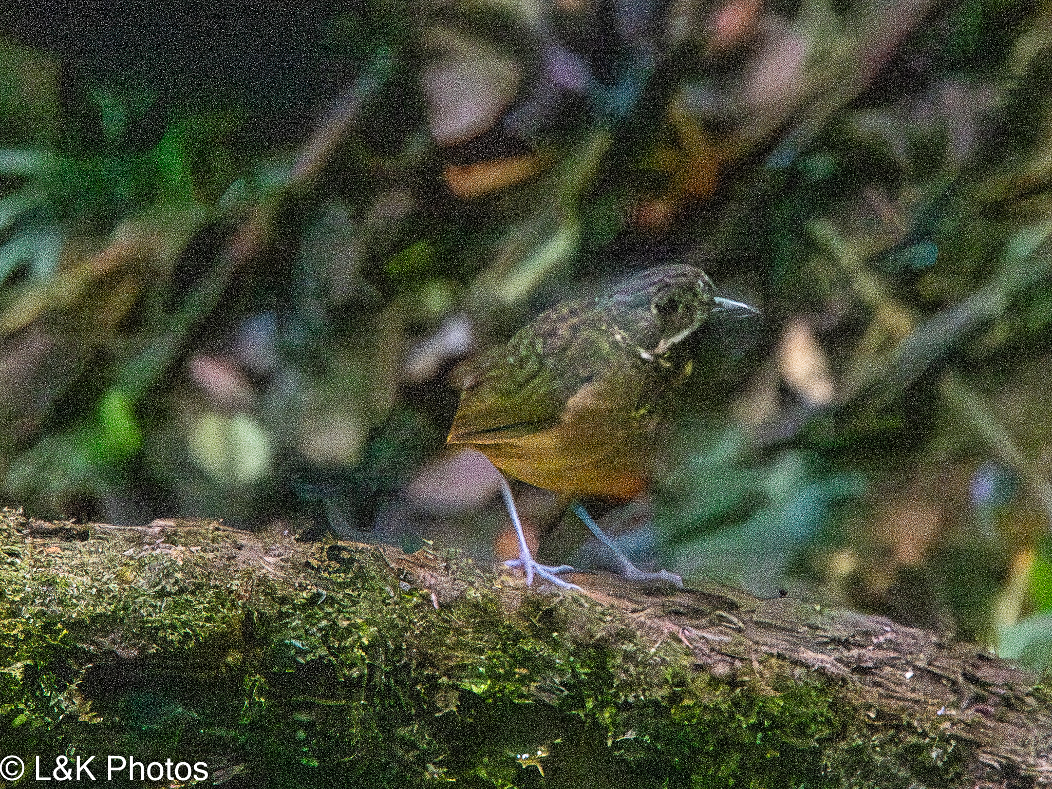 Scaled Antpitta (Grallaria guatimalensis), photo 7