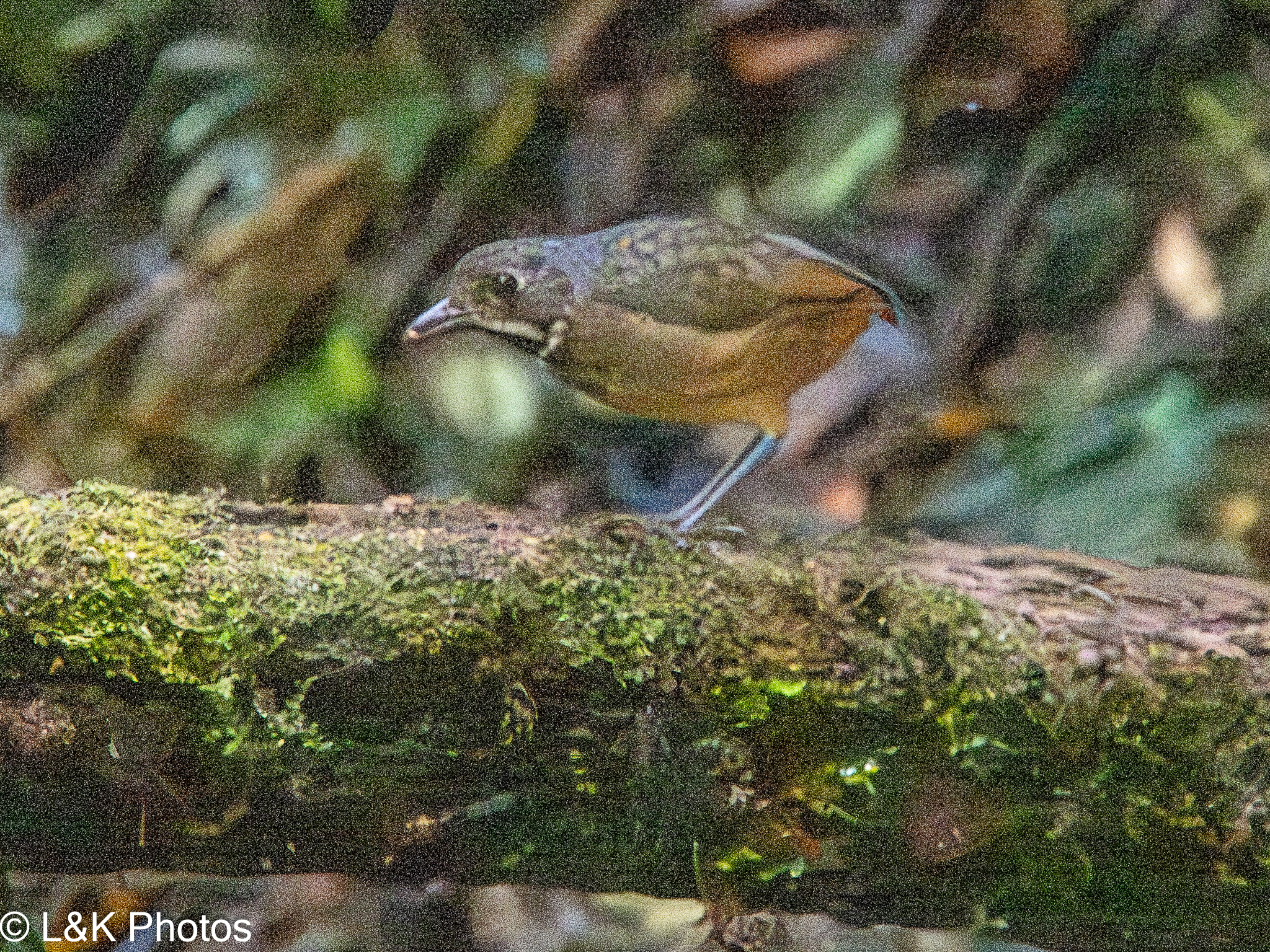Scaled Antpitta (Grallaria guatimalensis), photo 8