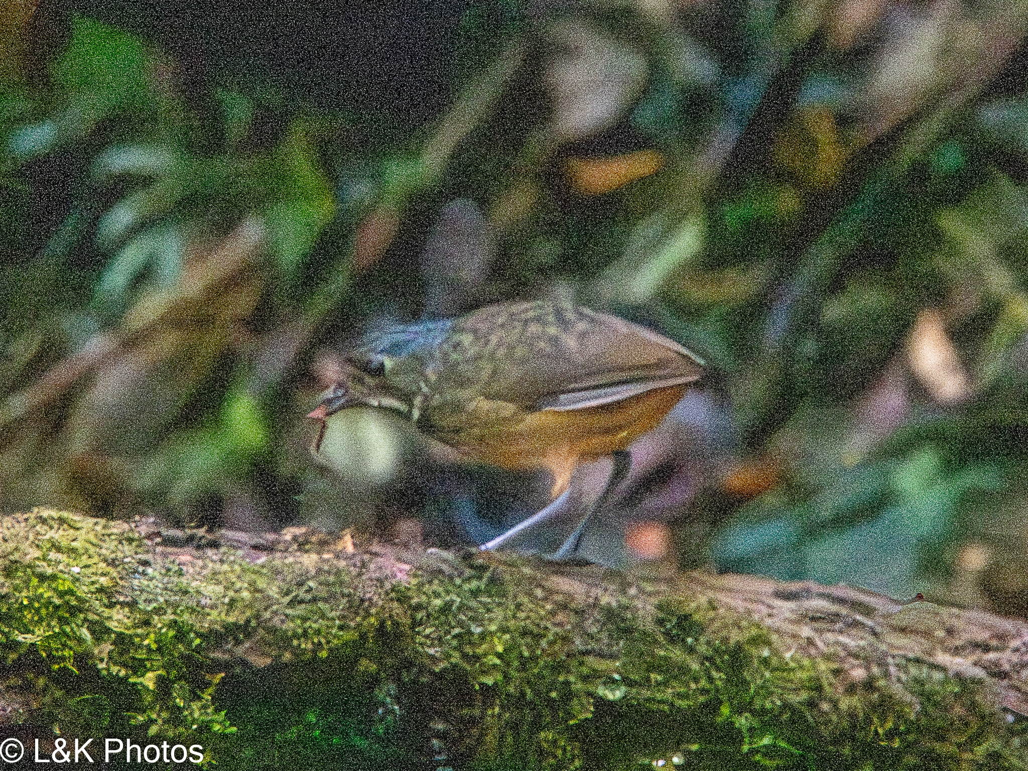 Scaled Antpitta (Grallaria guatimalensis), photo 9