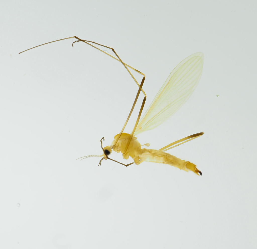 Molophilus appendiculatus